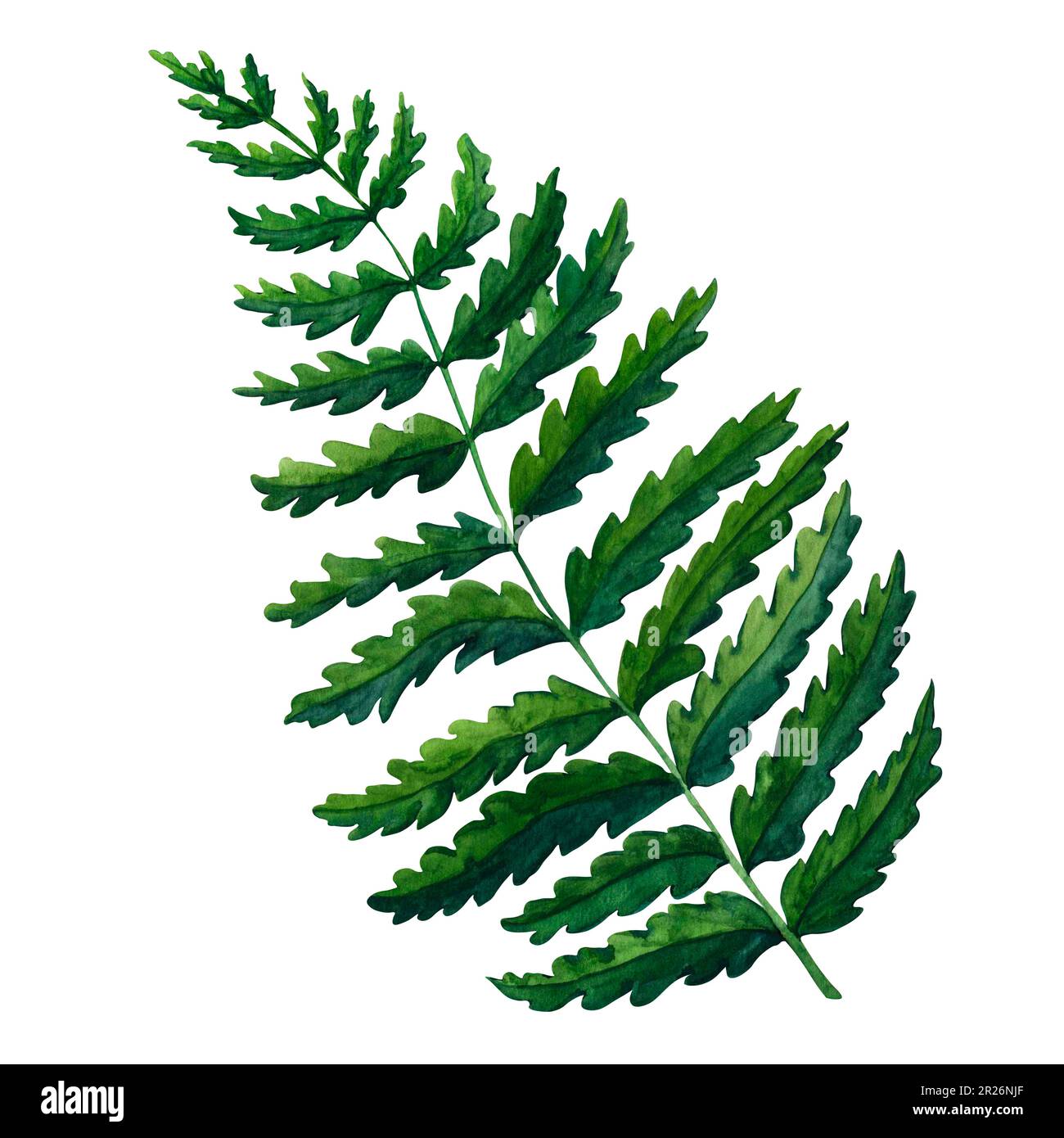 Fern watercolor hand painted illustration in green colors, greenery branch, twig, stem, forest plant isolated on white background for wall art. Clip Stock Photo
