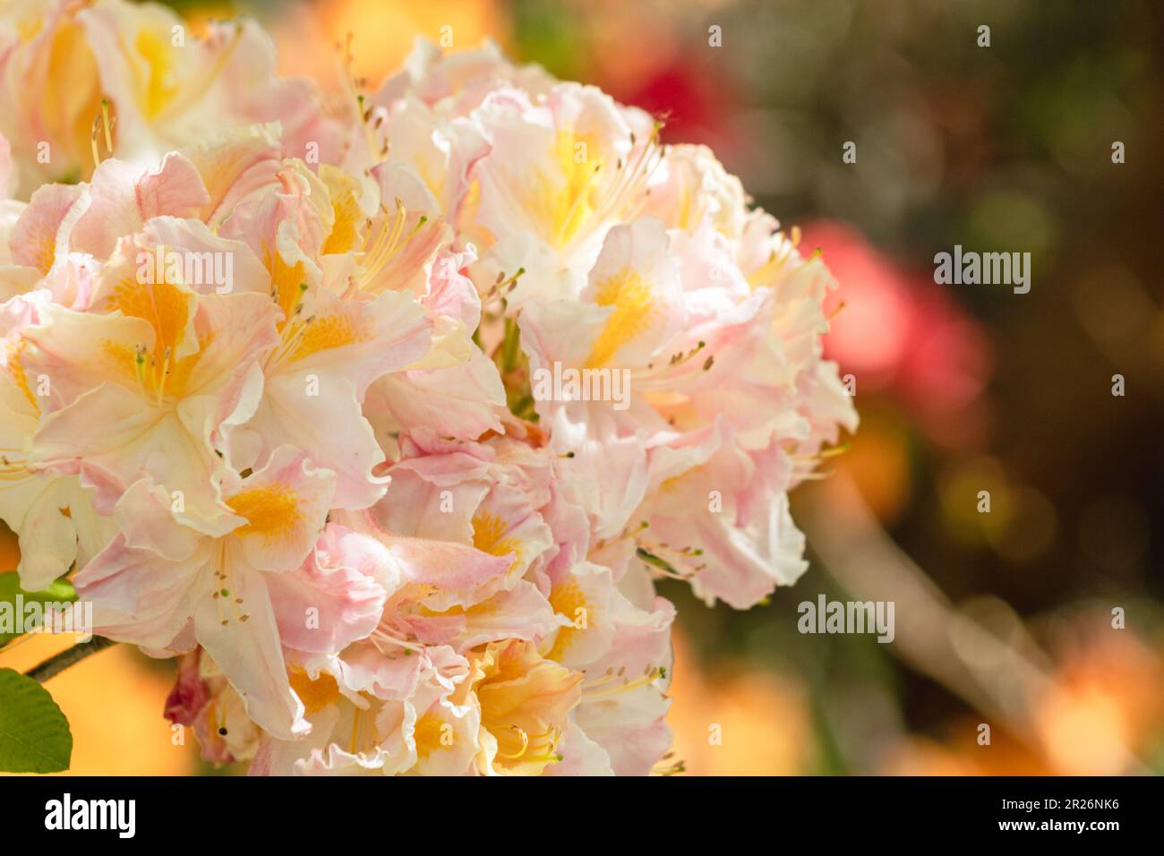 A close up background image of  pink and yellow Rhododendron flowers in bloom on the branch in a boquet. Stock Photo