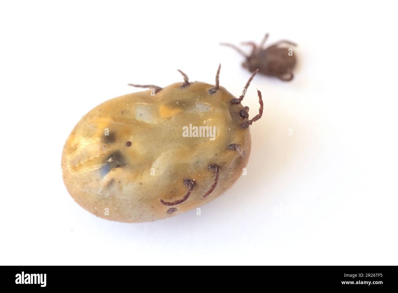 Infected tick Dermacentor is an dangerous insect after a bite and full