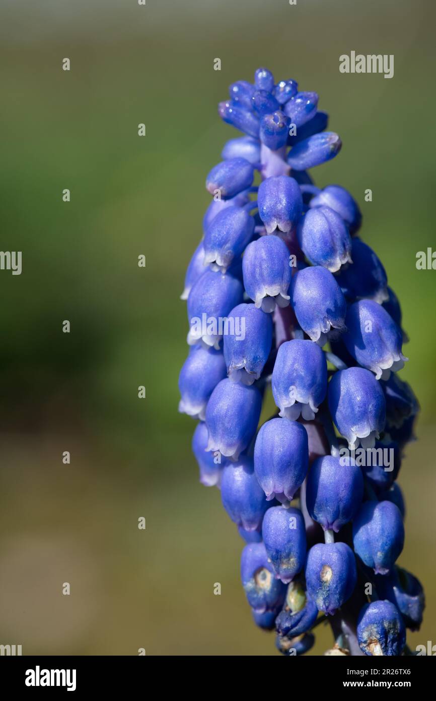 Close up of a garden grape hyacinth (muscari americanum) flower in bloom Stock Photo