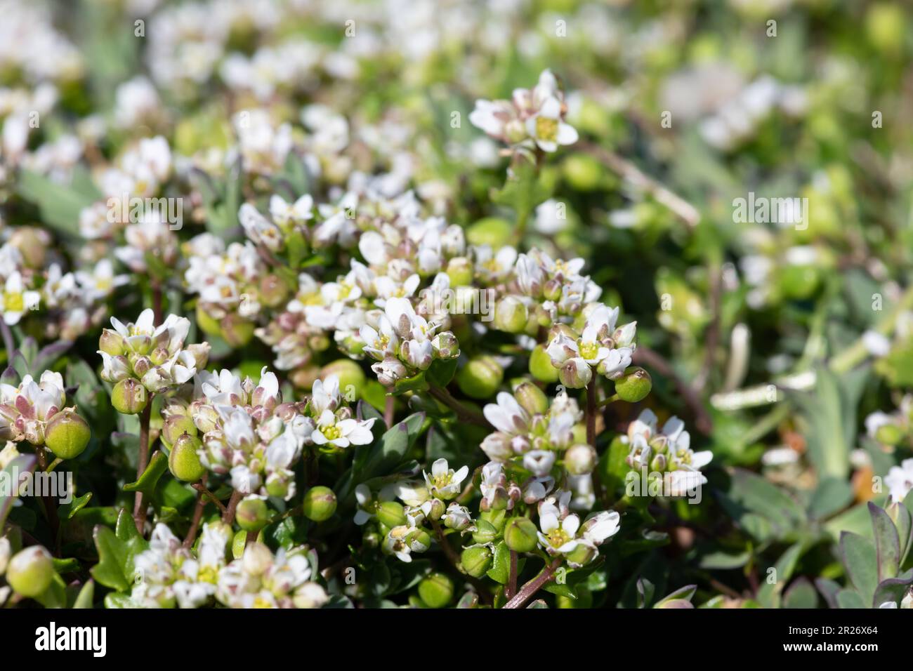 Close up of scurvygrass (cochlearia officinalis) flowers in bloom Stock Photo