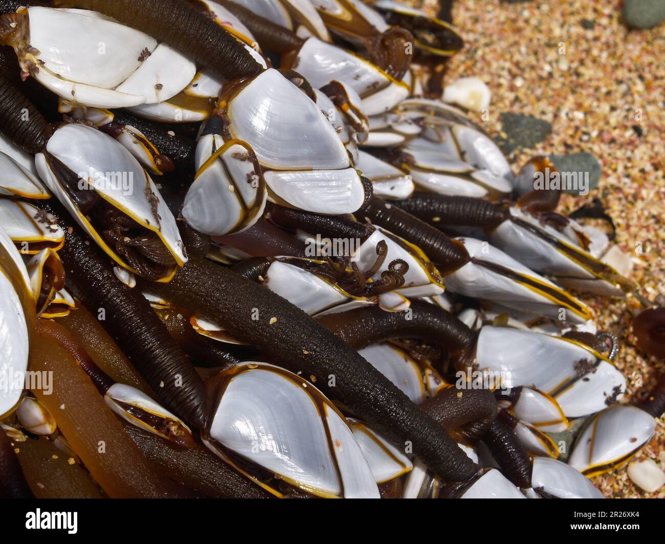 Goose barnacles clustered on piece of oceanic flotsam washed up on beach. Stock Photo