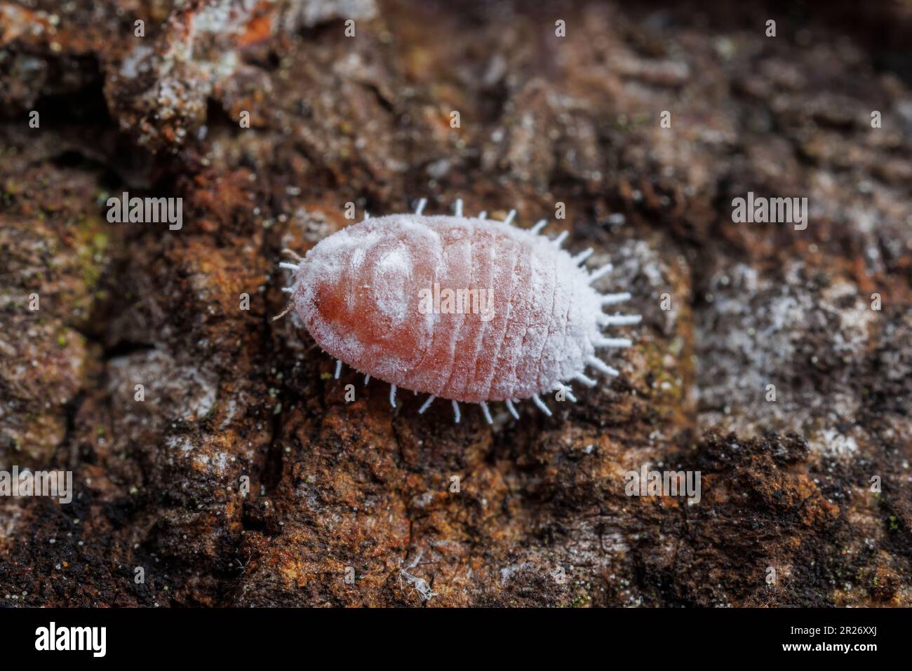 Mealybug (Pseudococcidae) Stock Photo