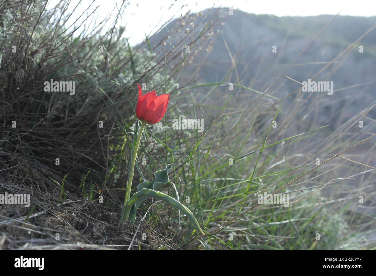 Tulipa undulatifolia. It is a bulbous geophyte and grows primarily in the temperate biome. Stock Photo