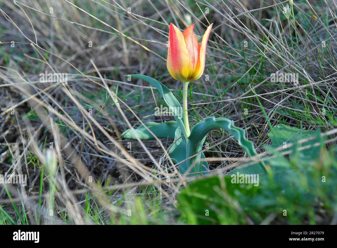 Tulipa undulatifolia. It is a bulbous geophyte and grows primarily in the temperate biome. Stock Photo
