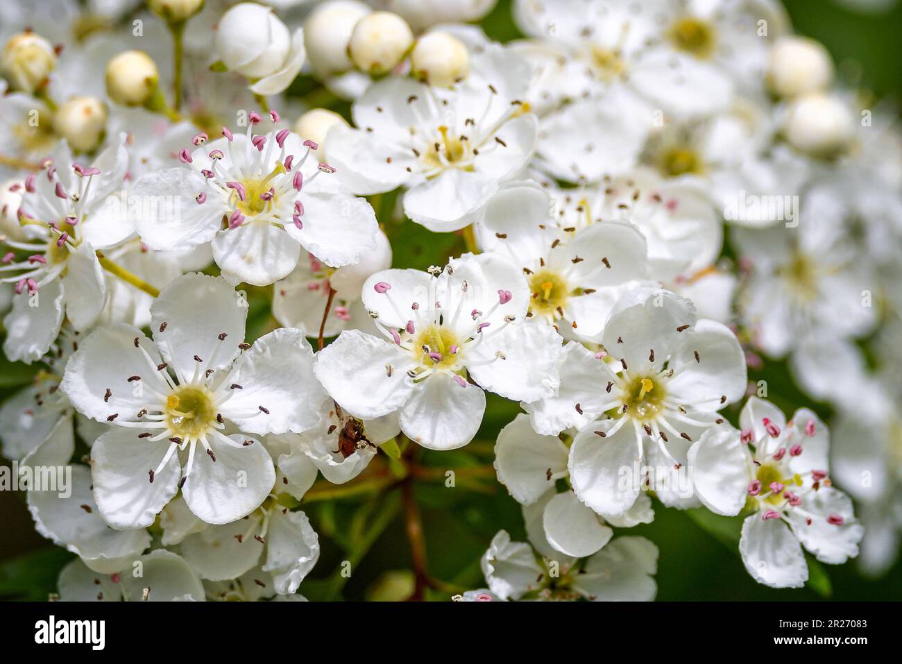 Close up of hawthorn blossom flowers in hedgerow Stock Photo
