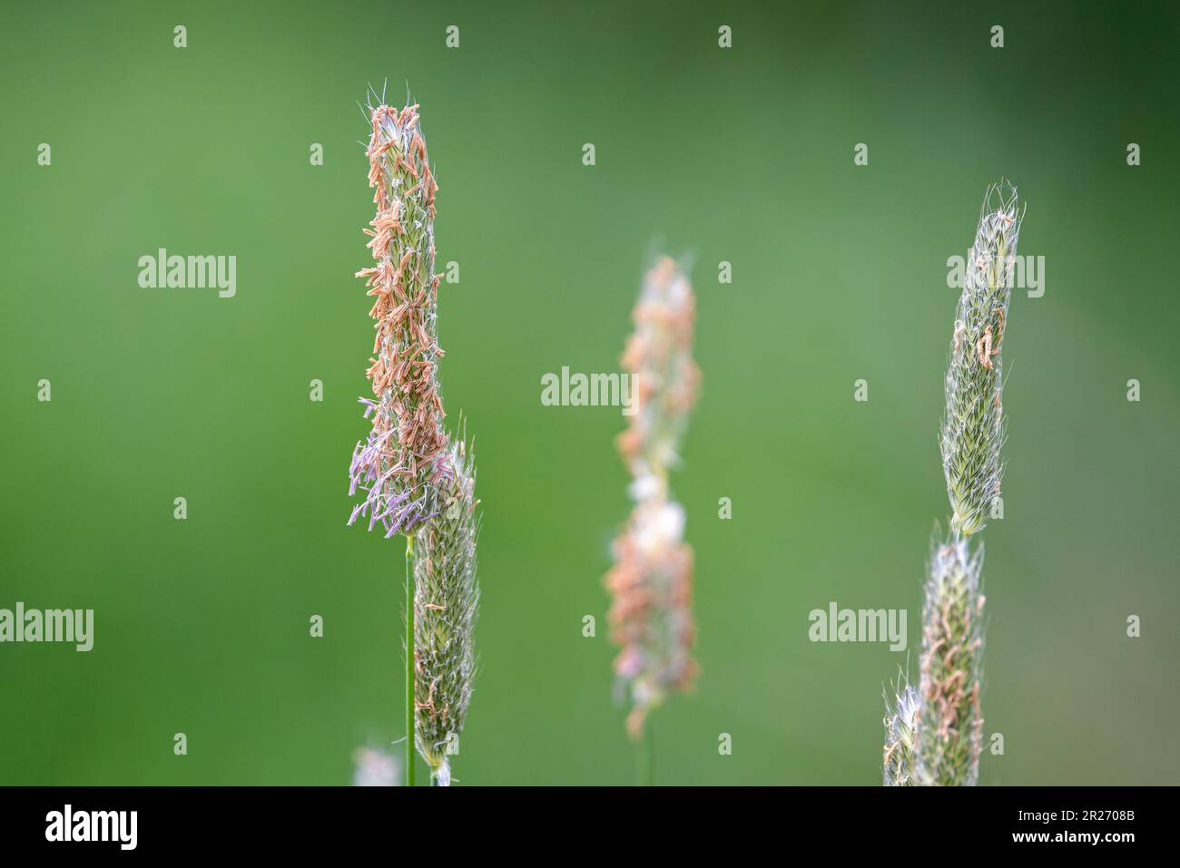 Close up of a fruiting sedge plant on edge of pond against diffused green background. Stock Photo