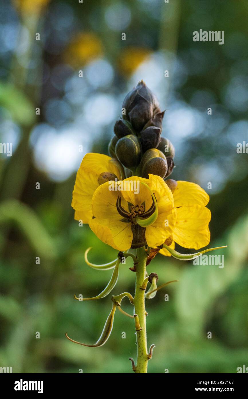 Indische Gewürzrinde, Senna corymbosa, gelbe Blüte im Sommer Stock Photo