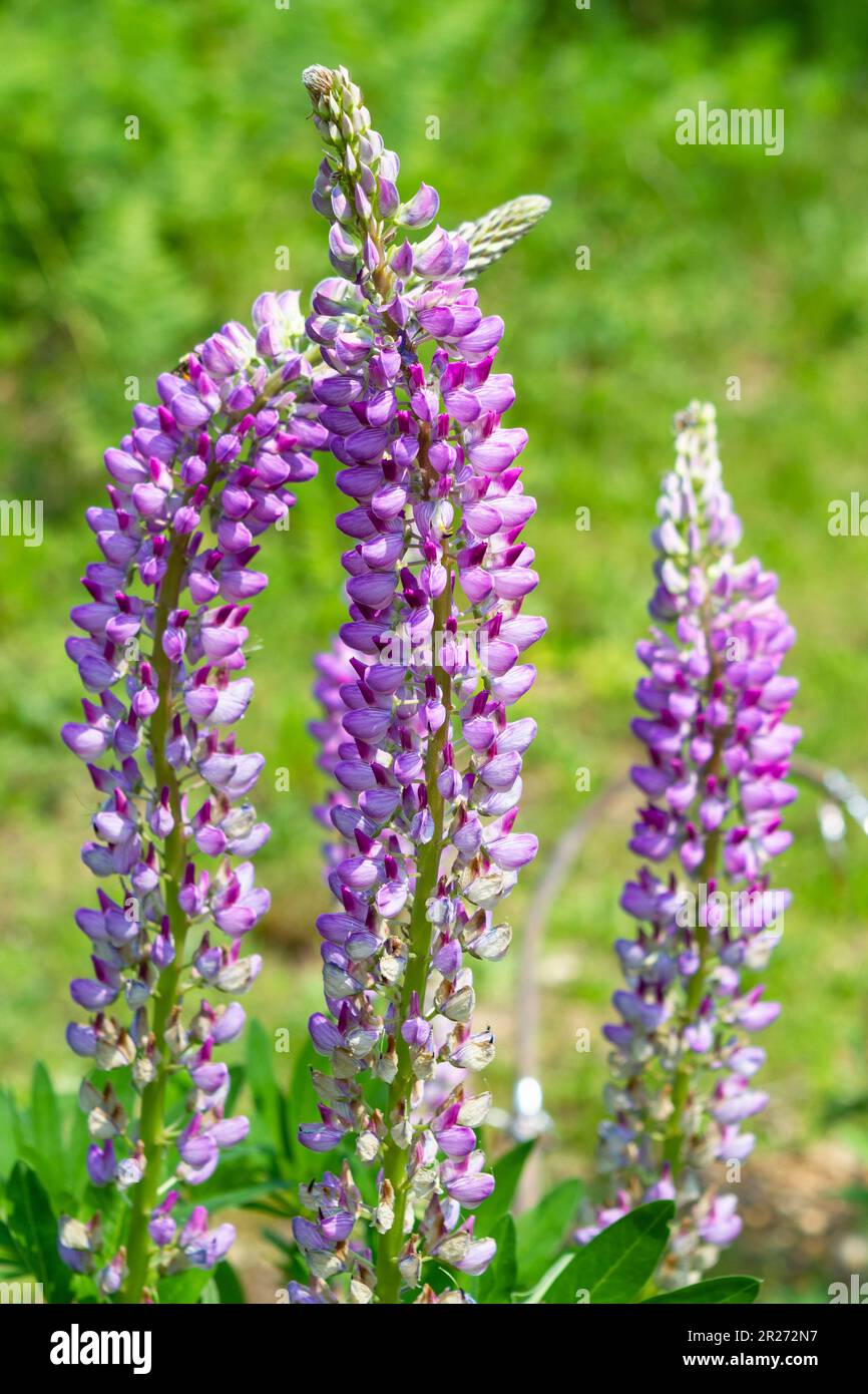 Tall purple flower spikes of the short-lived perennial heirloom Russell Lupine (Lupinus polyphyllus) provide a dramatic display in a lush garden. Stock Photo