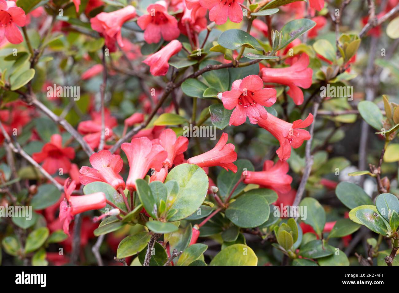 Littlest angel hi-res stock photography and images - Alamy