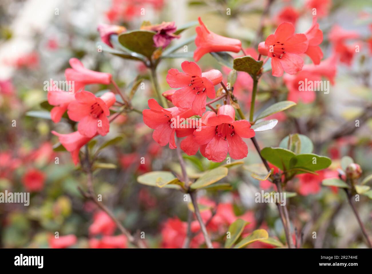 Littlest angel hi-res stock photography and images - Alamy