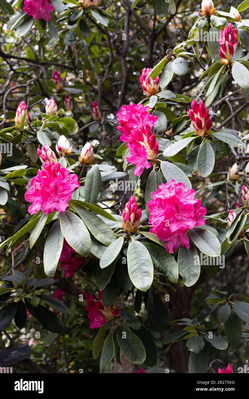 Rhododendron 'Souvenir de Doctor S. Endtz'. Stock Photo