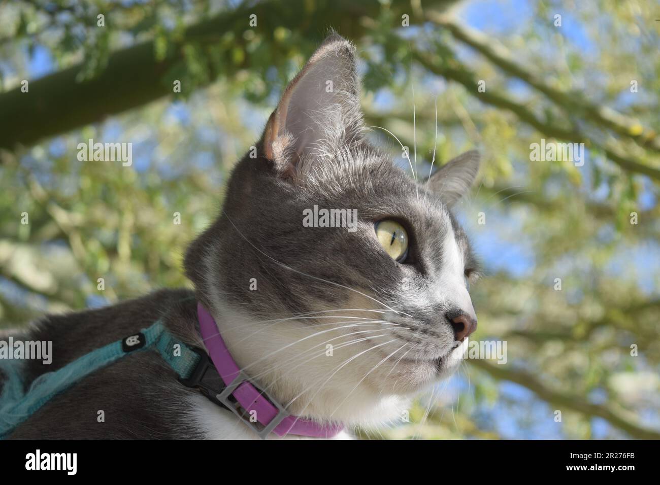 Cat looking right Stock Photo