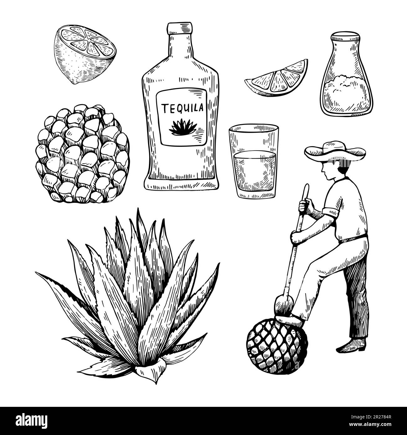 Hand drawn illustration in engraving retro style. Tequila bottle, agave plant and root, shot glass and ingredients. Vector black and white sketch. Stock Vector
