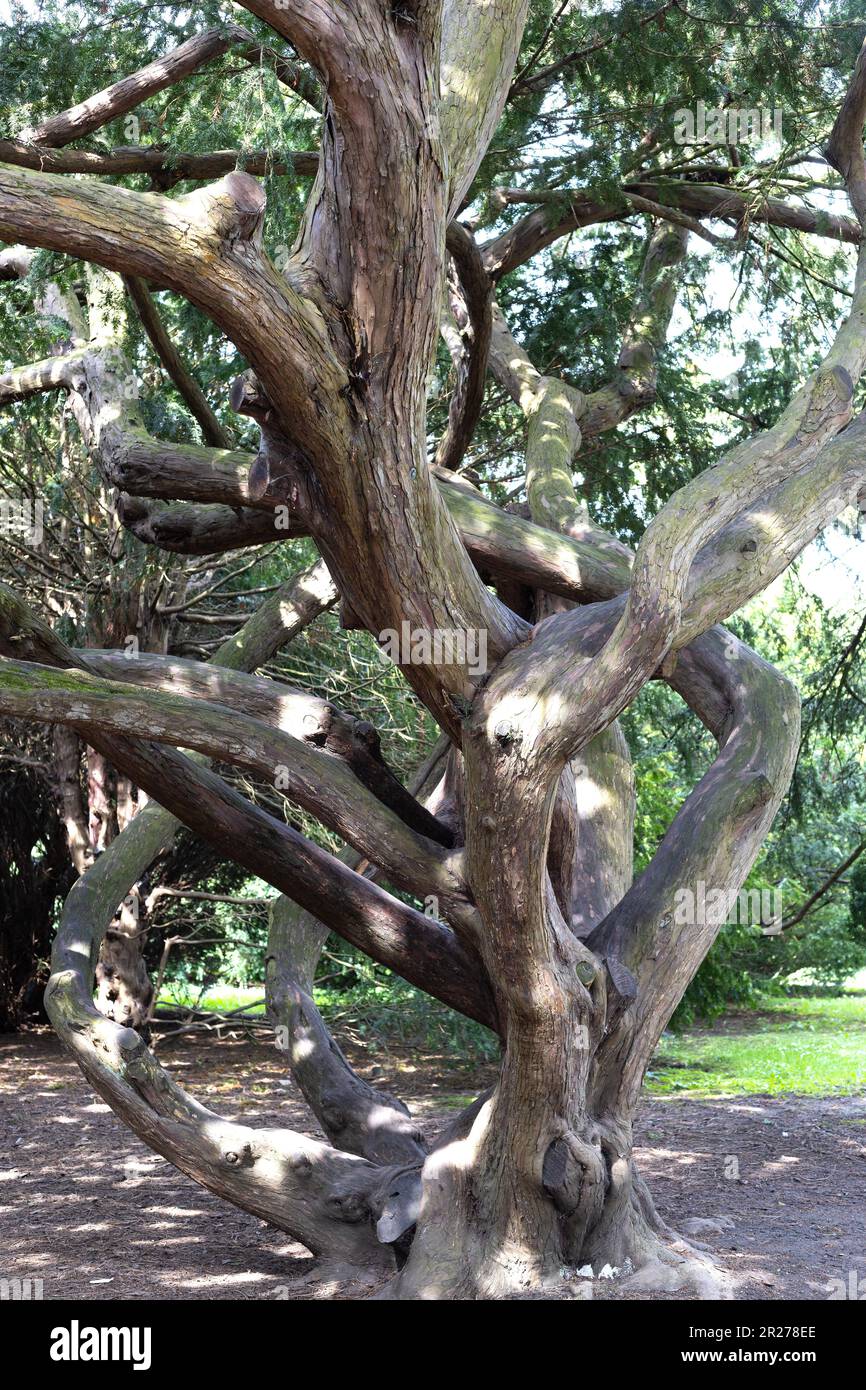 Taxus baccata tree. Stock Photo