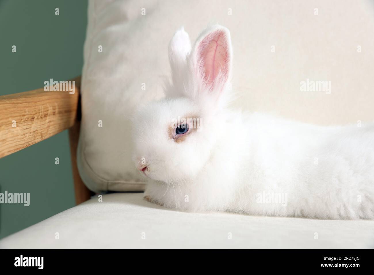 Fluffy white rabbit on sofa. Cute pet Stock Photo - Alamy