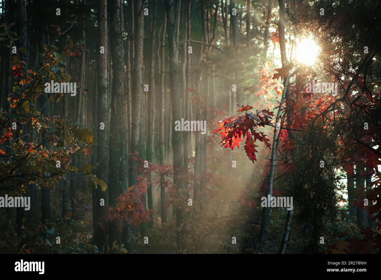 Majestic view of forest with sunbeams shining through yellowed trees ...