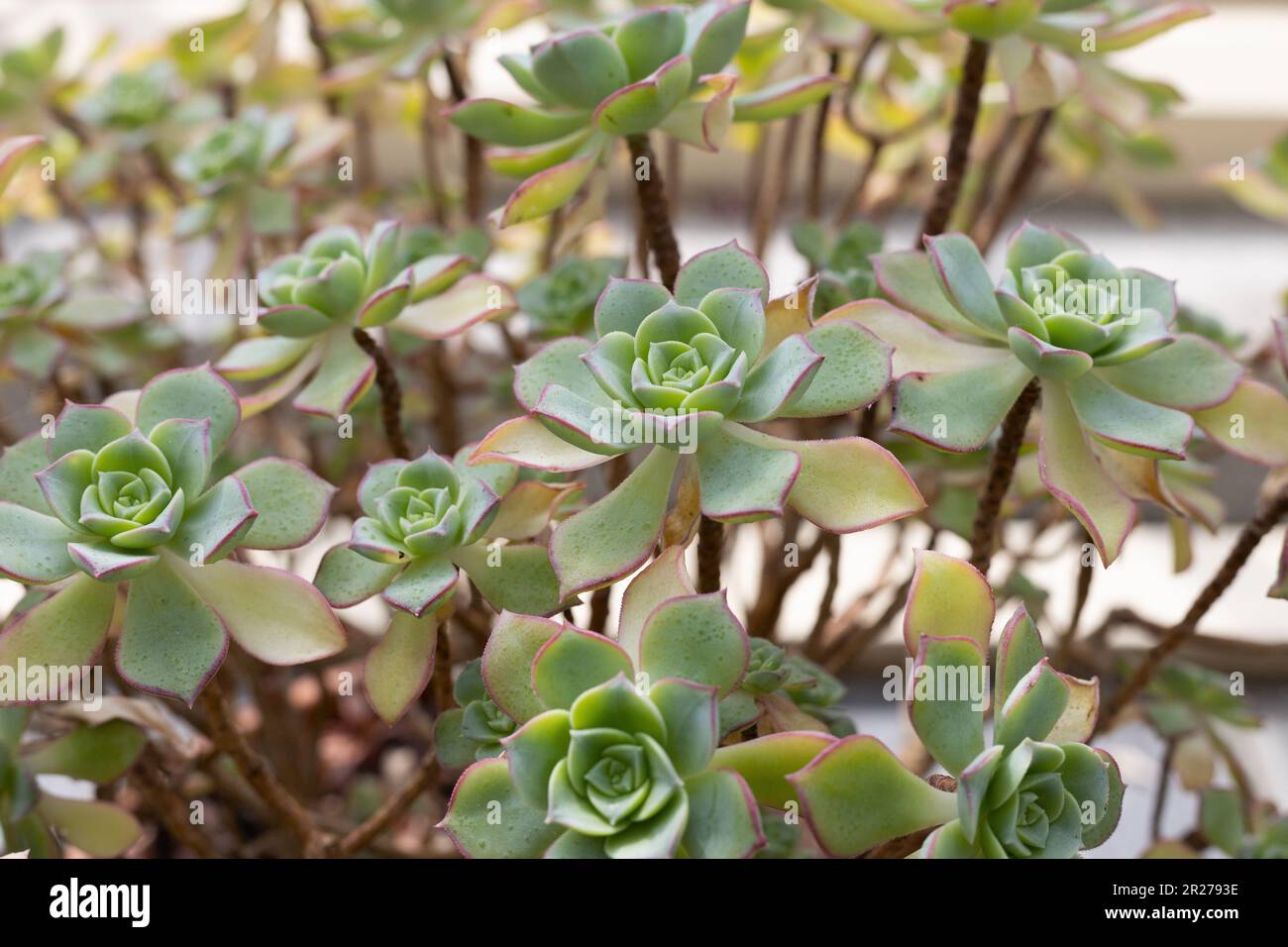 Aeonium haworthii - haworth's aeonium succulent plant. Stock Photo
