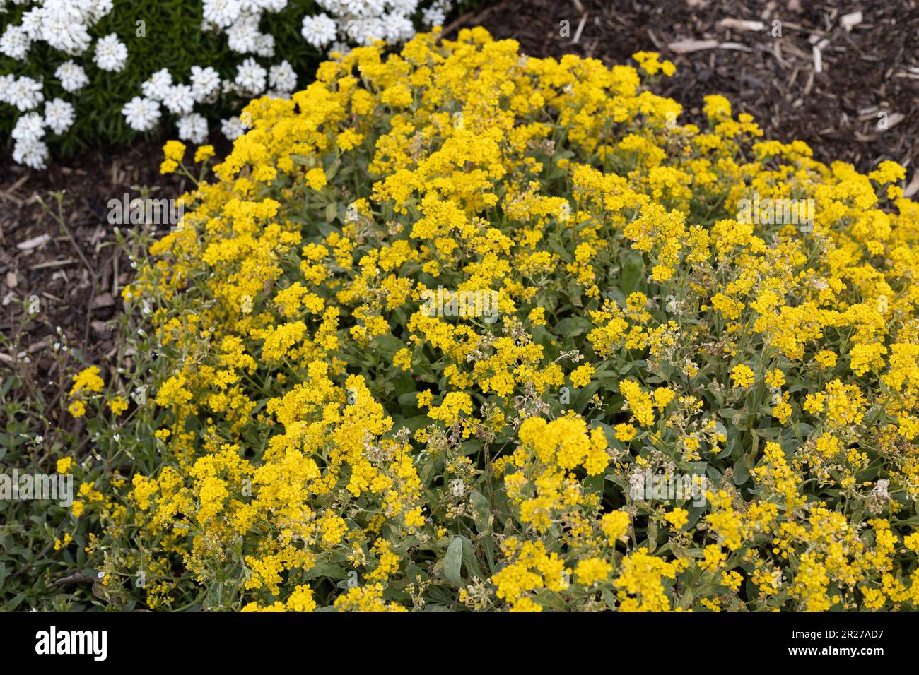 Alyssum wulfenianum - madwort. Stock Photo