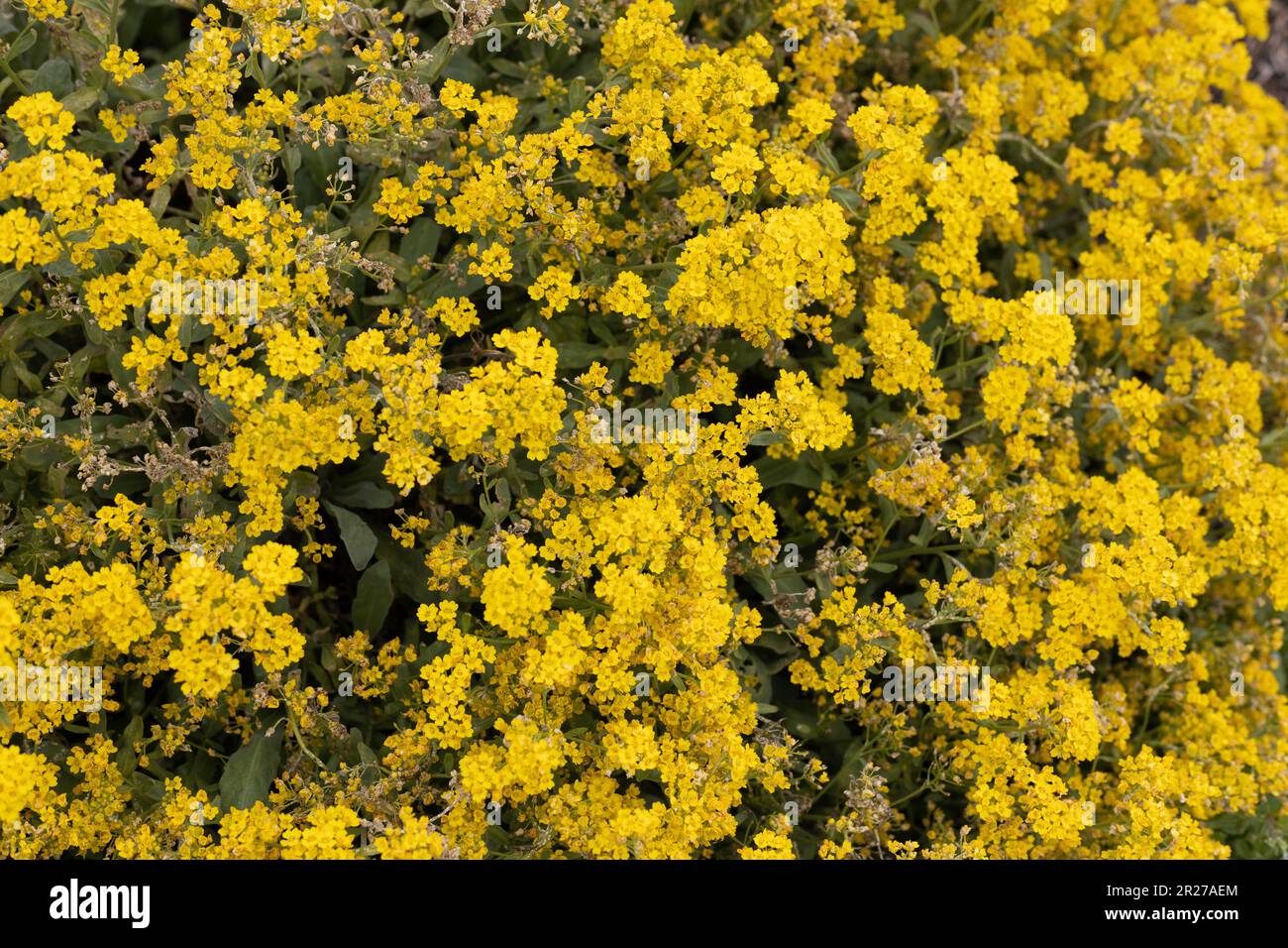 Alyssum wulfenianum - madwort. Stock Photo
