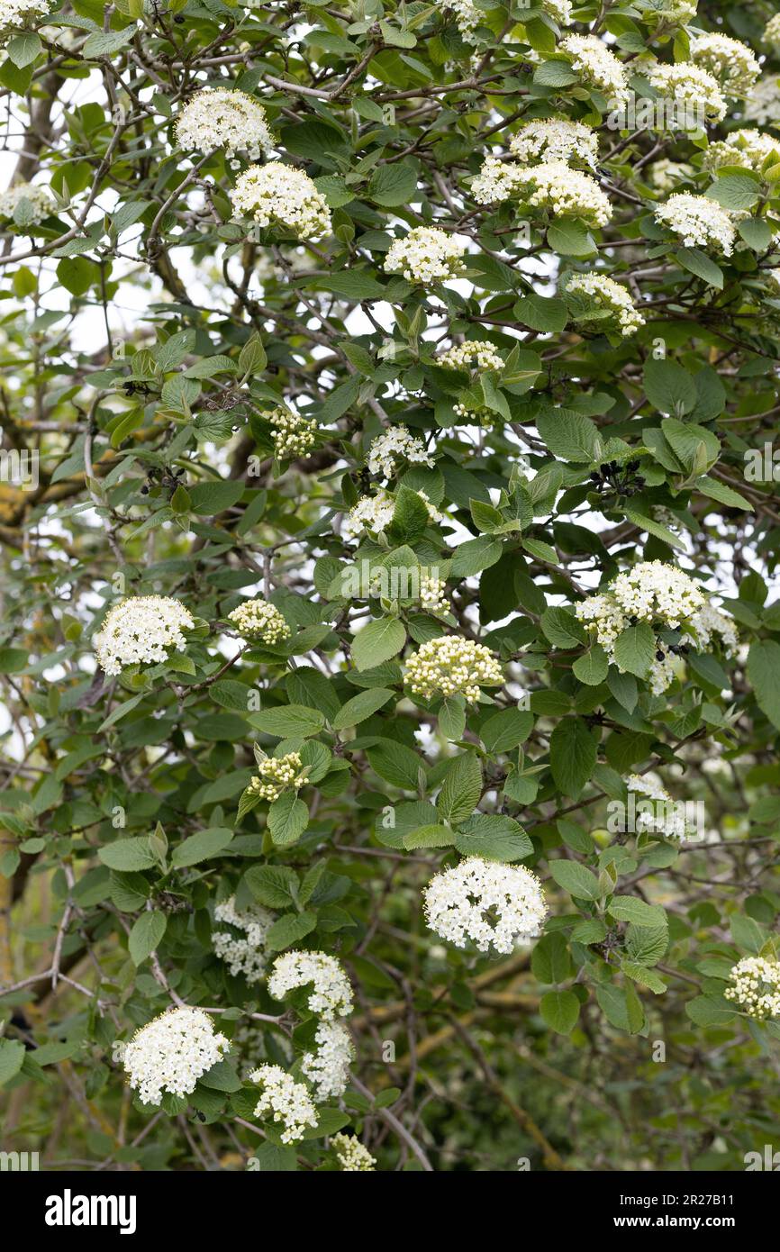 Viburnum lantanoides hobblebush Stock Photo Alamy