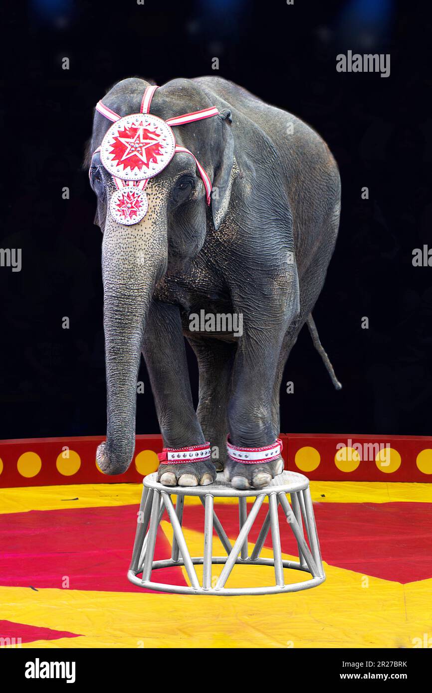 Circus Elephant Standing Up