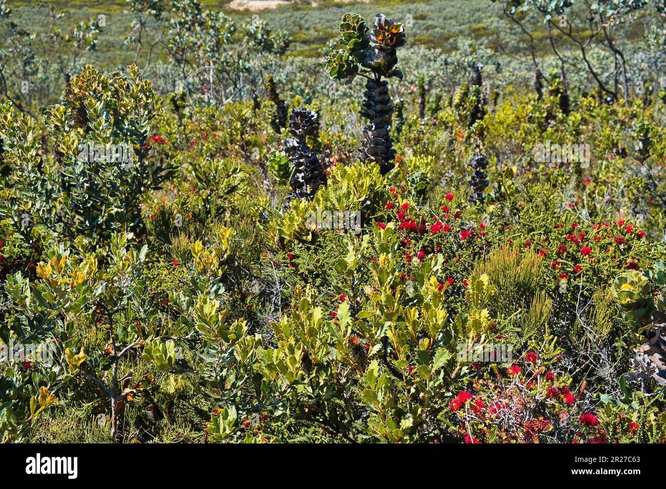 Plant community with royal hakea, Barrens regelia  and oak-leaved banksia  in Fitzgerald River National Park, Western Australia Stock Photo
