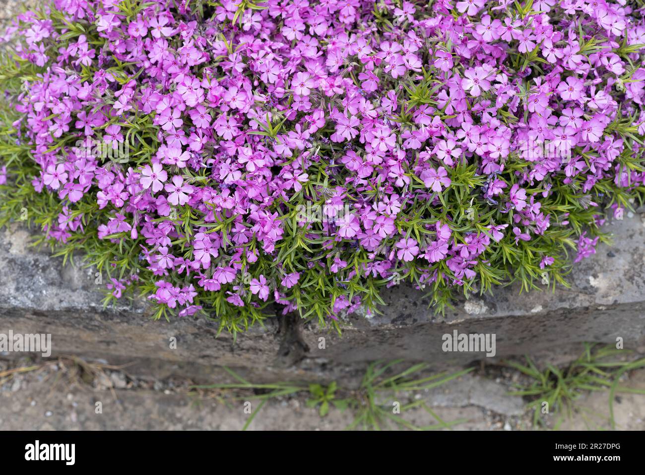 Phlox douglasii 'Crackerjack' flowers growing on a rock ledge. Stock Photo