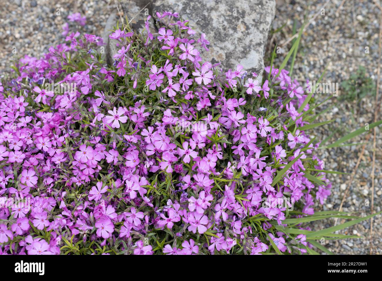 Phlox douglasii 'Crackerjack' flowers growing on a rock ledge. Stock Photo