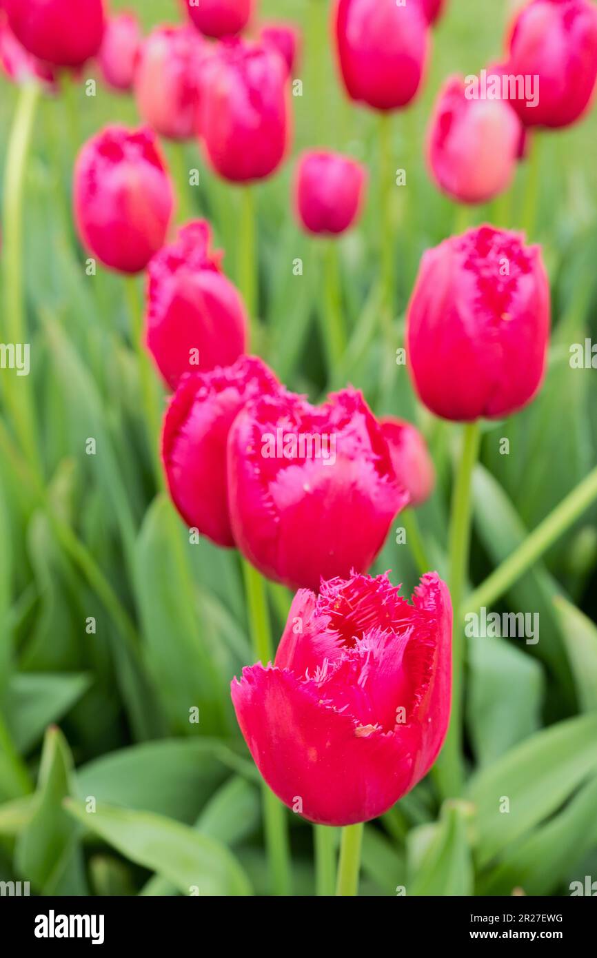 Tulipa 'Burgundy Lace'. Stock Photo