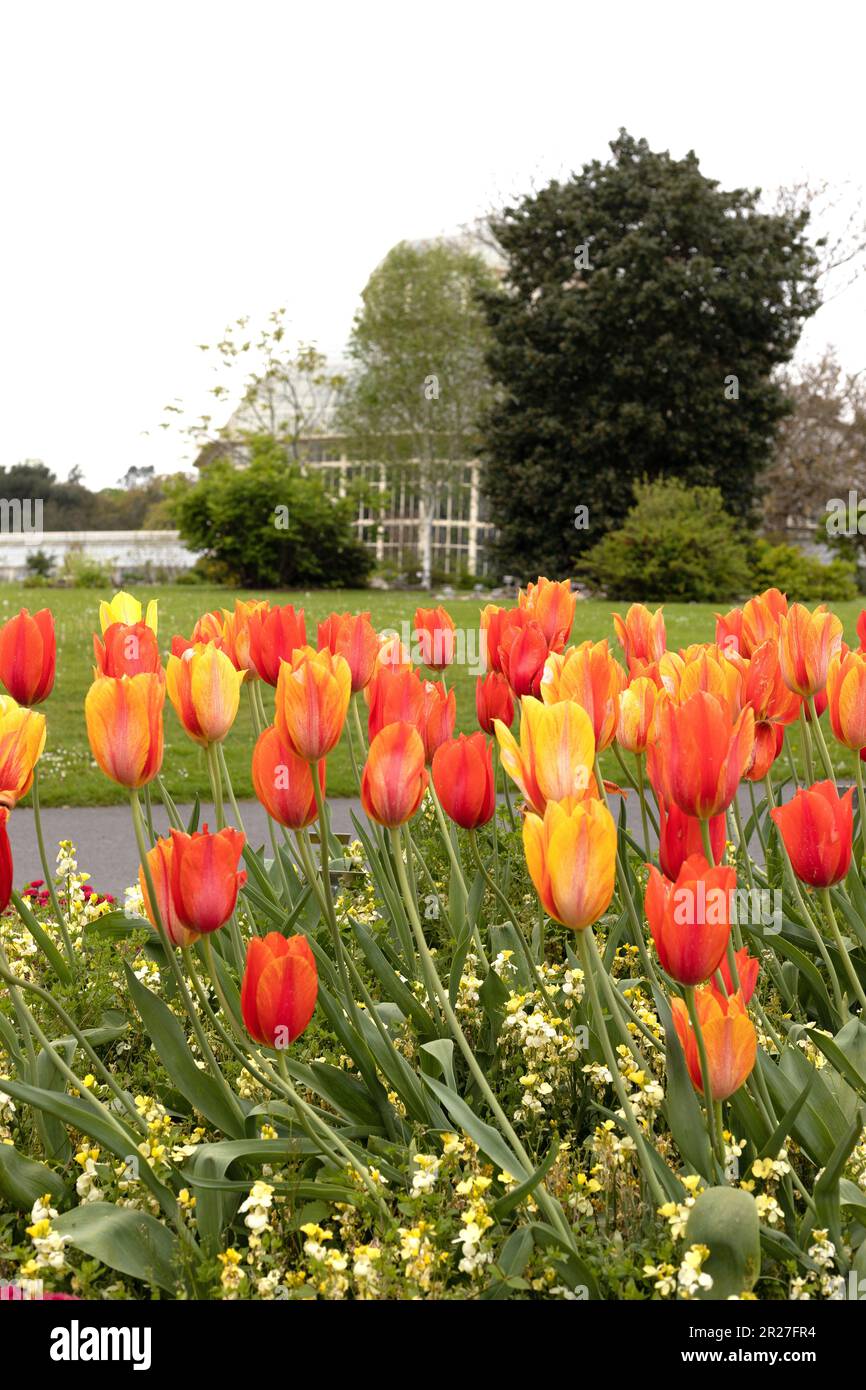 Orange tulips in a flower bed at the National Botanic Gardens in Dublin