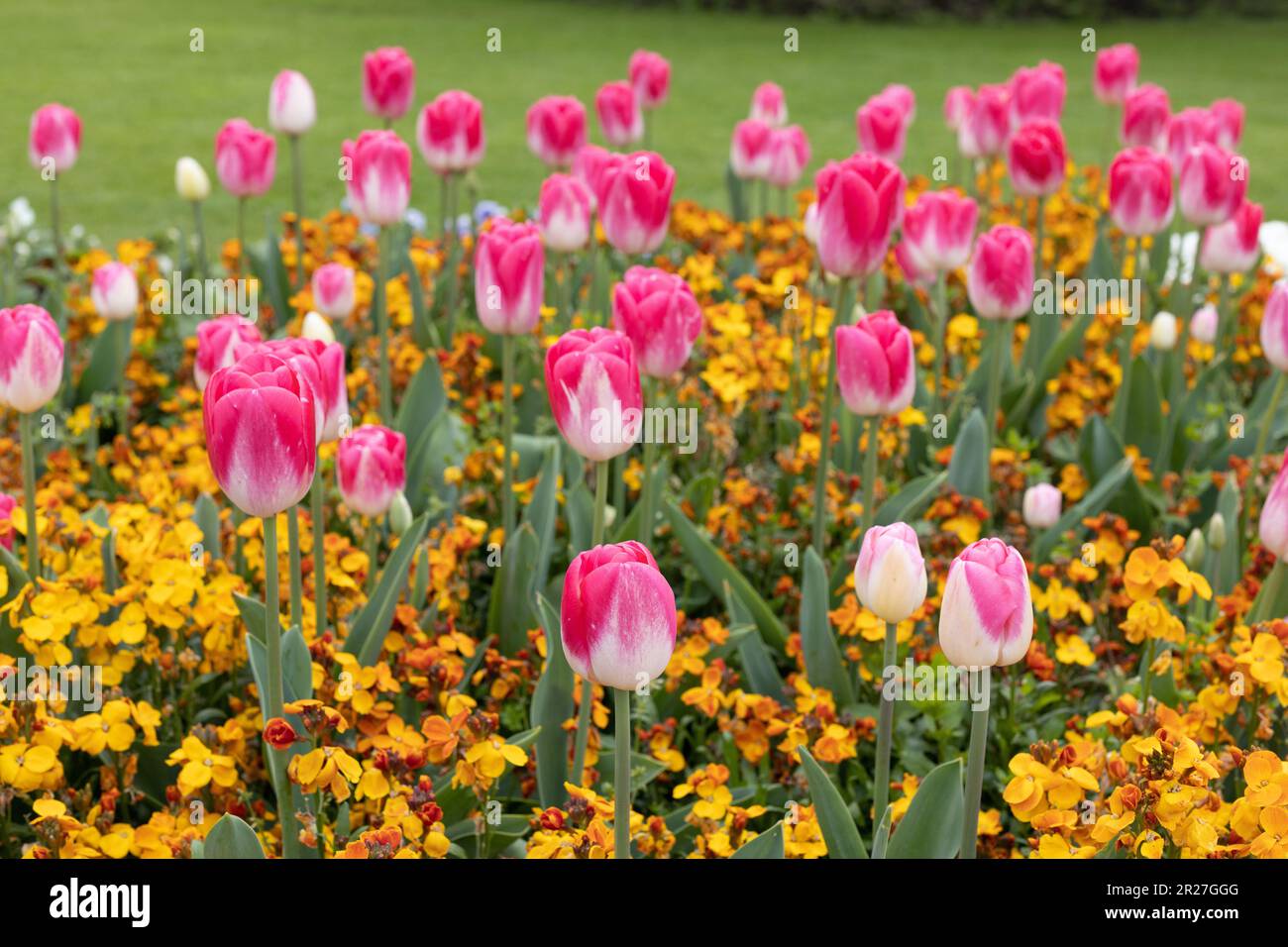 Tulipa 'Dreamland' single late tulip with Erysimum wallflower 'orange bedder series' in a flower bed. Stock Photo