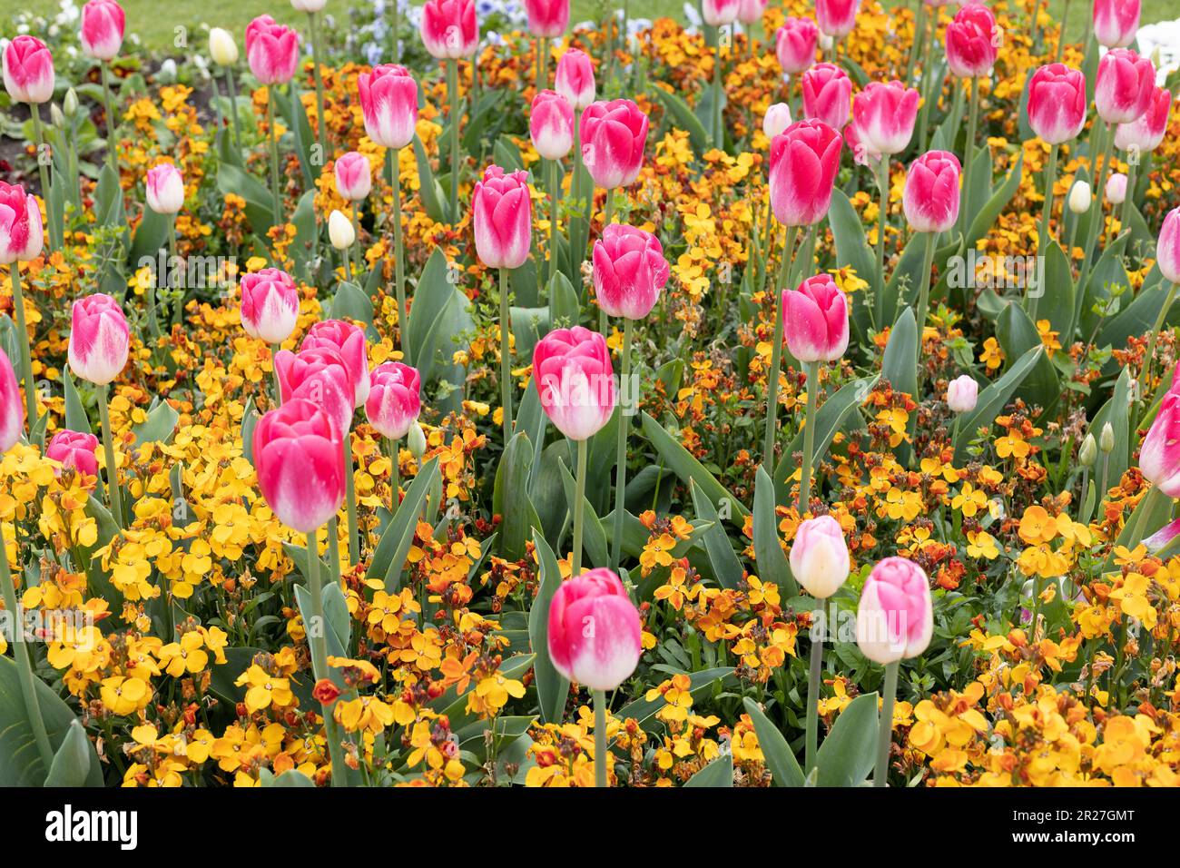 Tulipa 'Dreamland' single late tulip with Erysimum wallflower 'orange bedder series' in a flower bed. Stock Photo