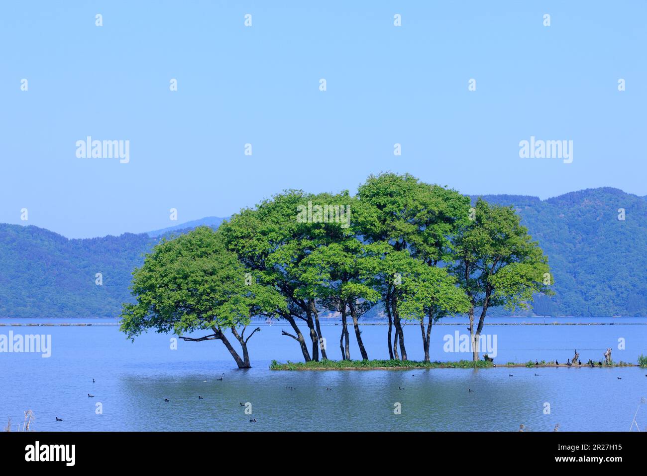 Standing trees of Lake Biwa Stock Photo - Alamy