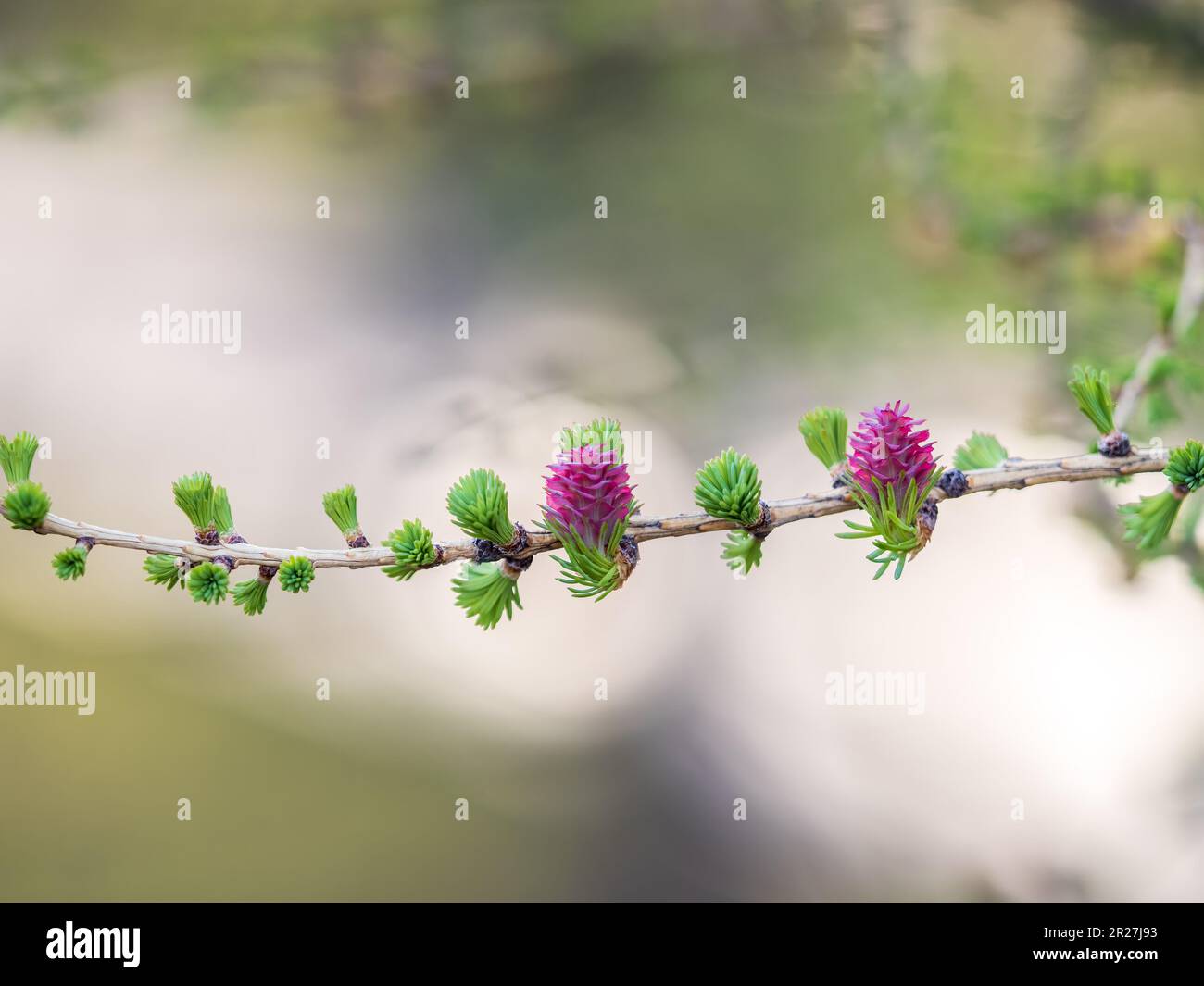 Larch tree fresh pink cones blossom at spring on nature background. Branches with young needles European larch Larix decidua with pink flowers. Stock Photo