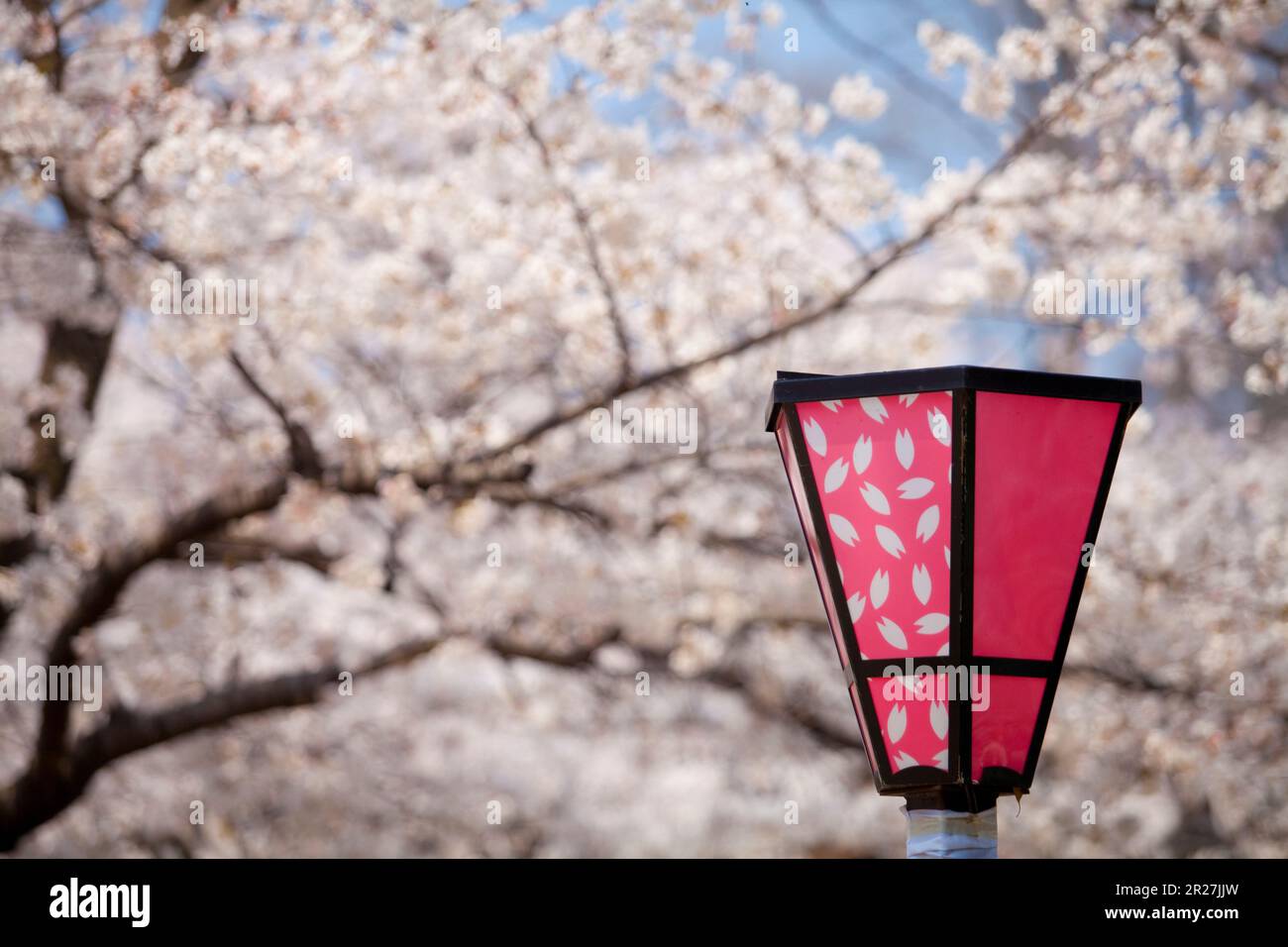 Cherry blossom of Nishinomaru garden, Osaka castle Stock Photo Alamy