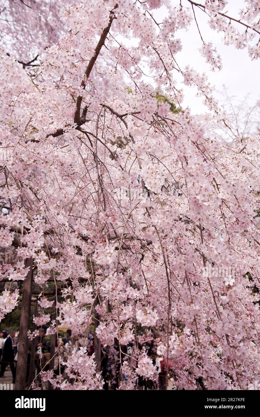 Weeping cherry blossom japan hires stock photography and images Alamy
