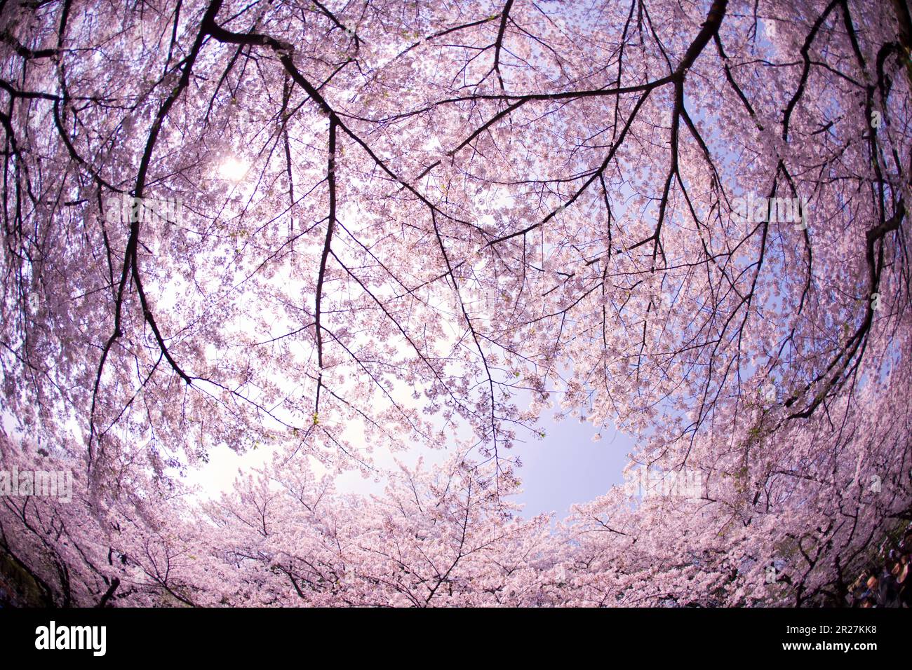 Cherry trees blossom row hi-res stock photography and images - Alamy