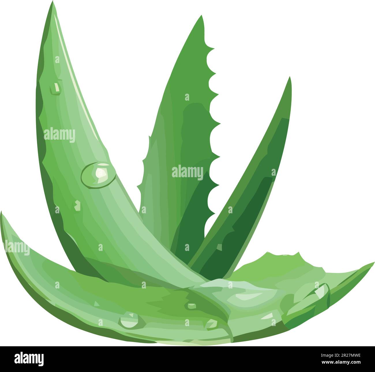 Aloe Vectpr Aloe vera plant leaves green succulent Stock Vector Images - Alamy