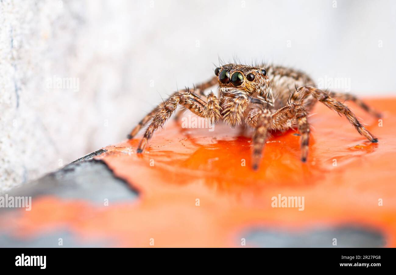 Jumping spider on orange color of steel, Close up insect and macro photo. Stock Photo