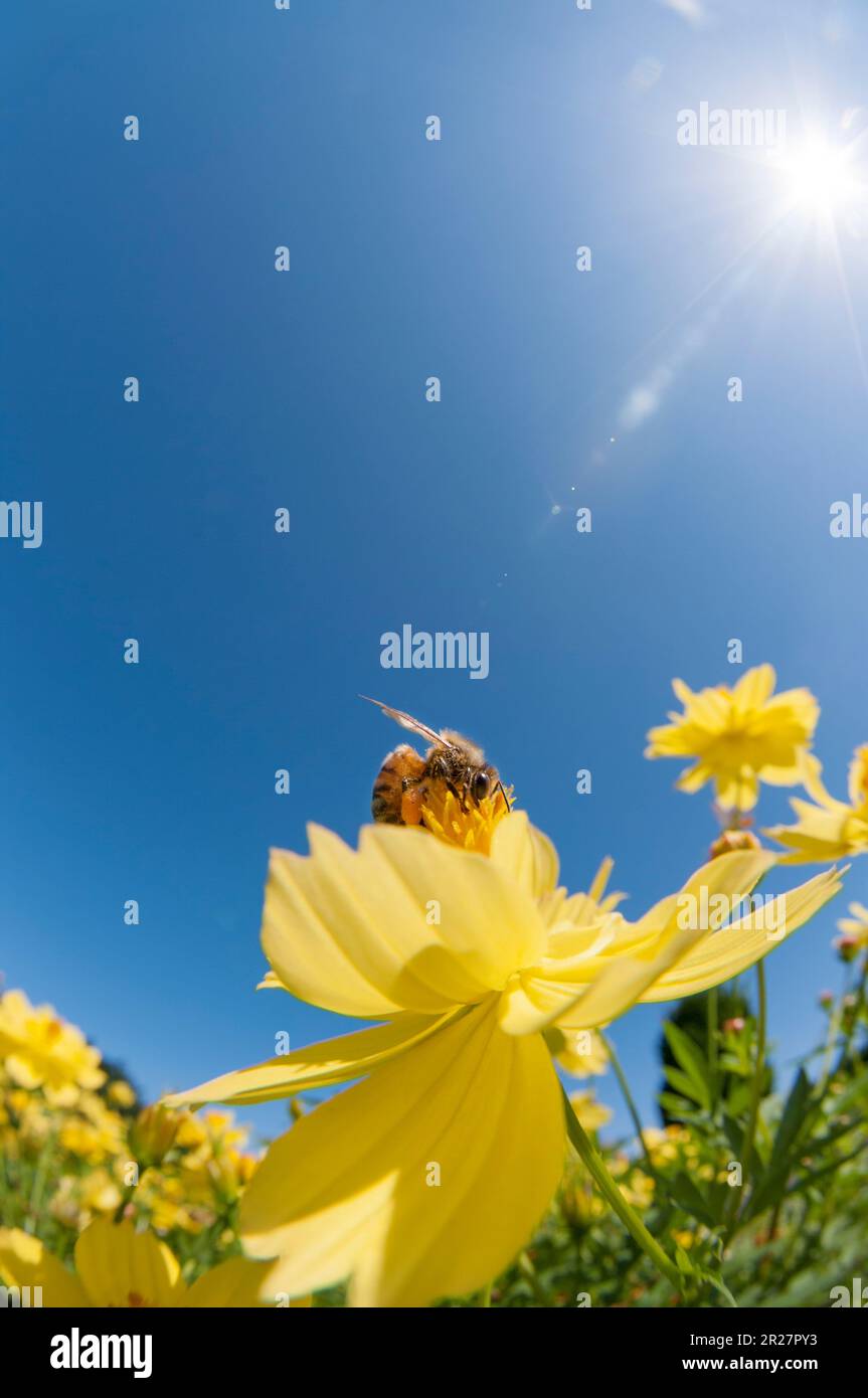 Bees and Sulfur Cosmos Stock Photo Alamy