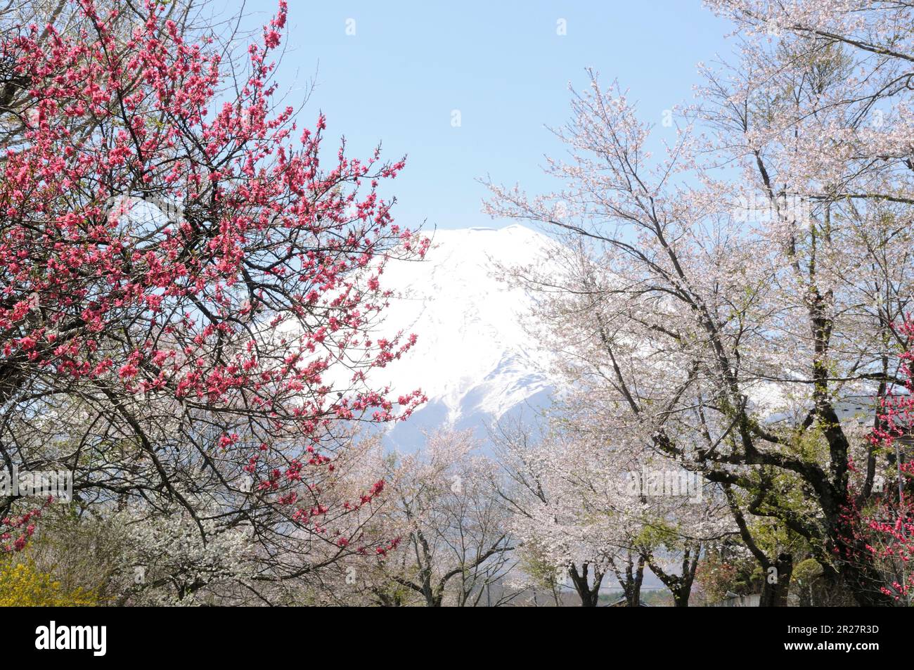 plum and Mount Fuji Stock Photo