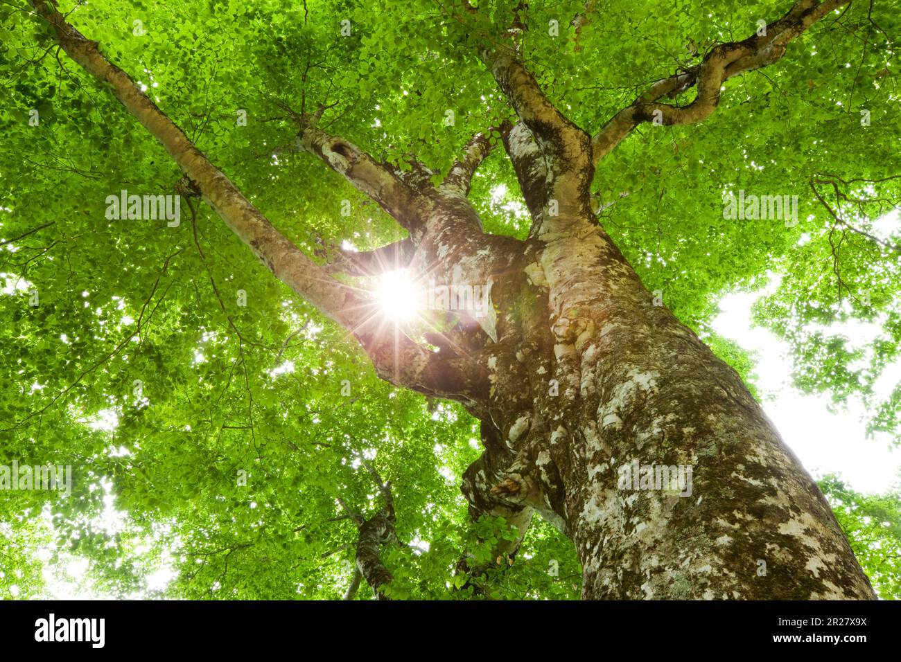 Shirakami mountains 400 year old birch tree [Mother Tree] at Tsugaru