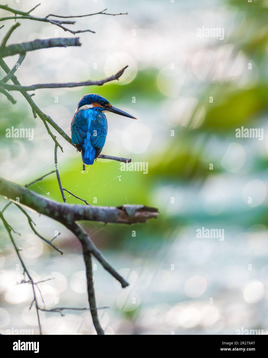The ethereal beauty of a kingfisher bird, and soft morning light shine the water in the background, creating dreamy bird portraiture. Stock Photo