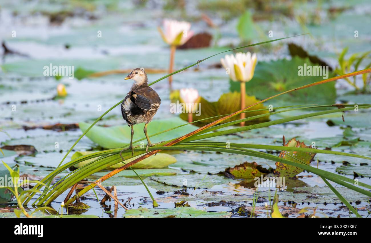 Eurasian moorhen juvenile bird rest on long reed stems above the lake vegetation in the morning. Stock Photo