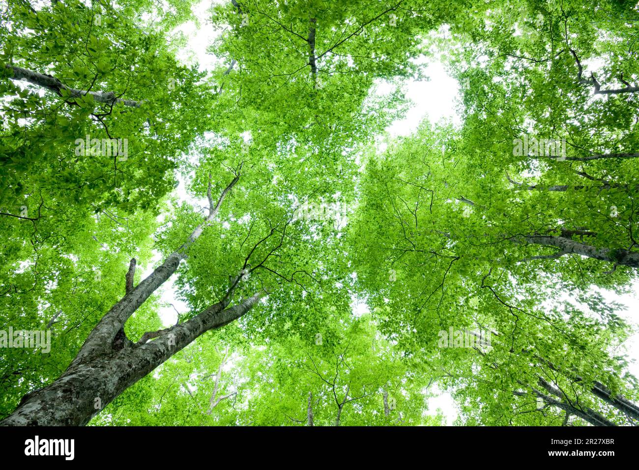 Upright view of Green beech trees, Shirakami-Sanchi Stock Photo - Alamy