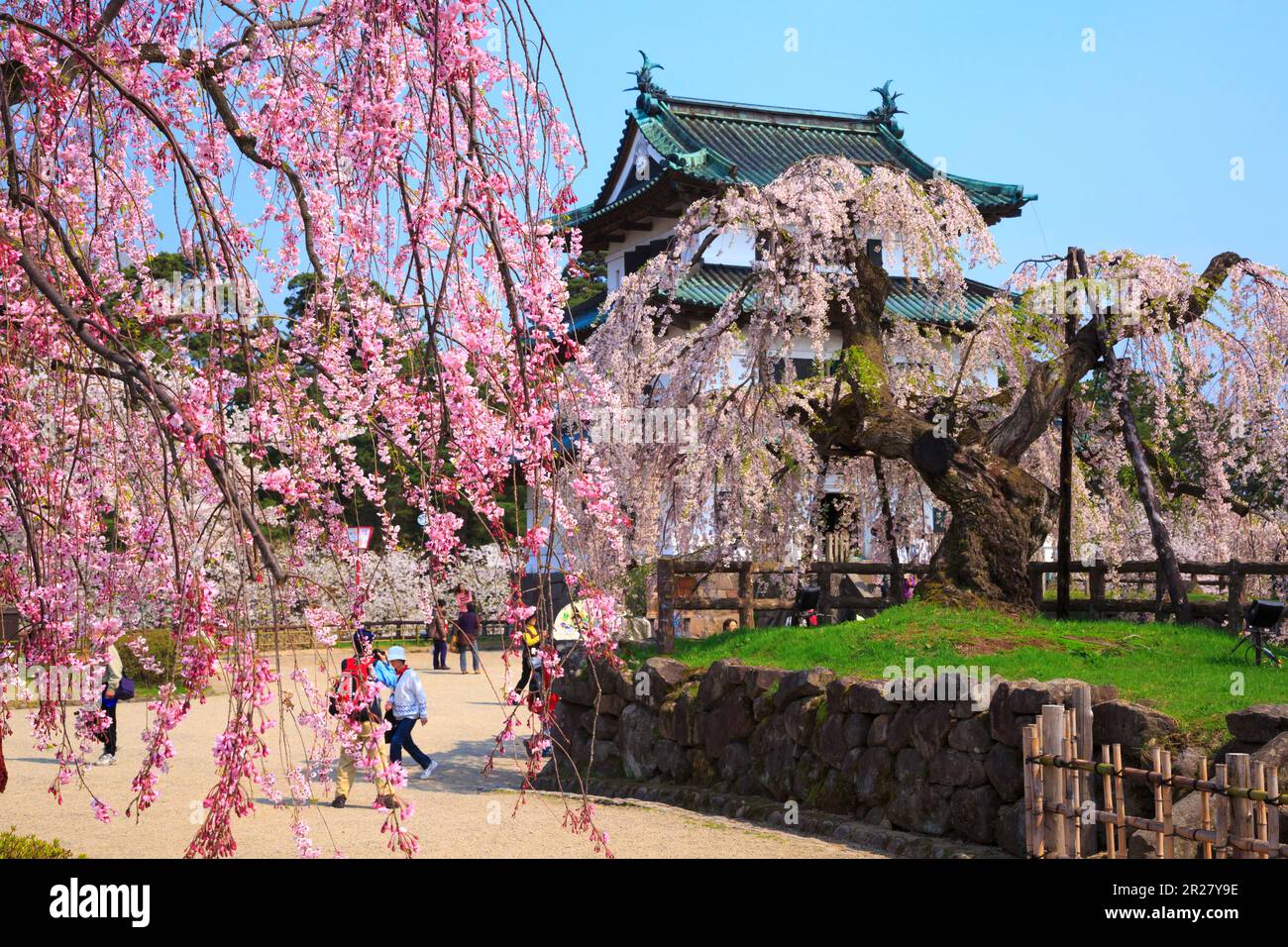 Weeping cherry blossoms and Hirosaki Castle Stock Photo