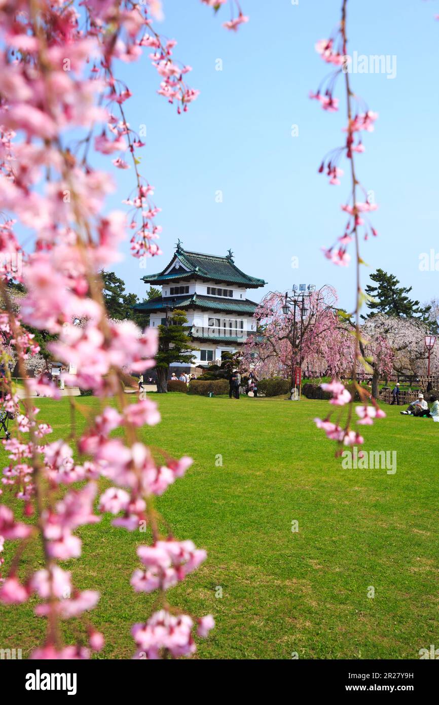 Weeping cherry blossoms and Hirosaki Castle Stock Photo