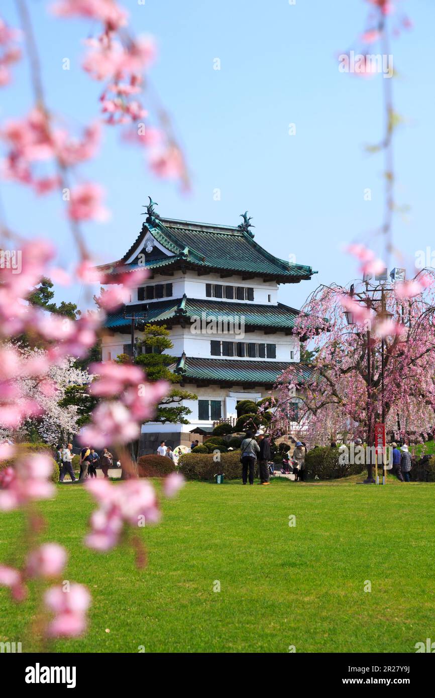 Weeping cherry blossoms and Hirosaki Castle Stock Photo