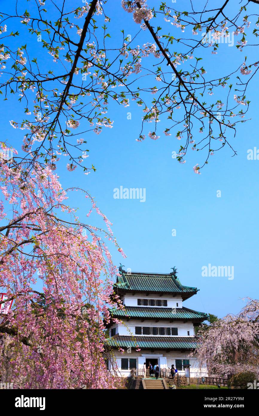 Weeping cherry blossoms and Hirosaki Castle Stock Photo
